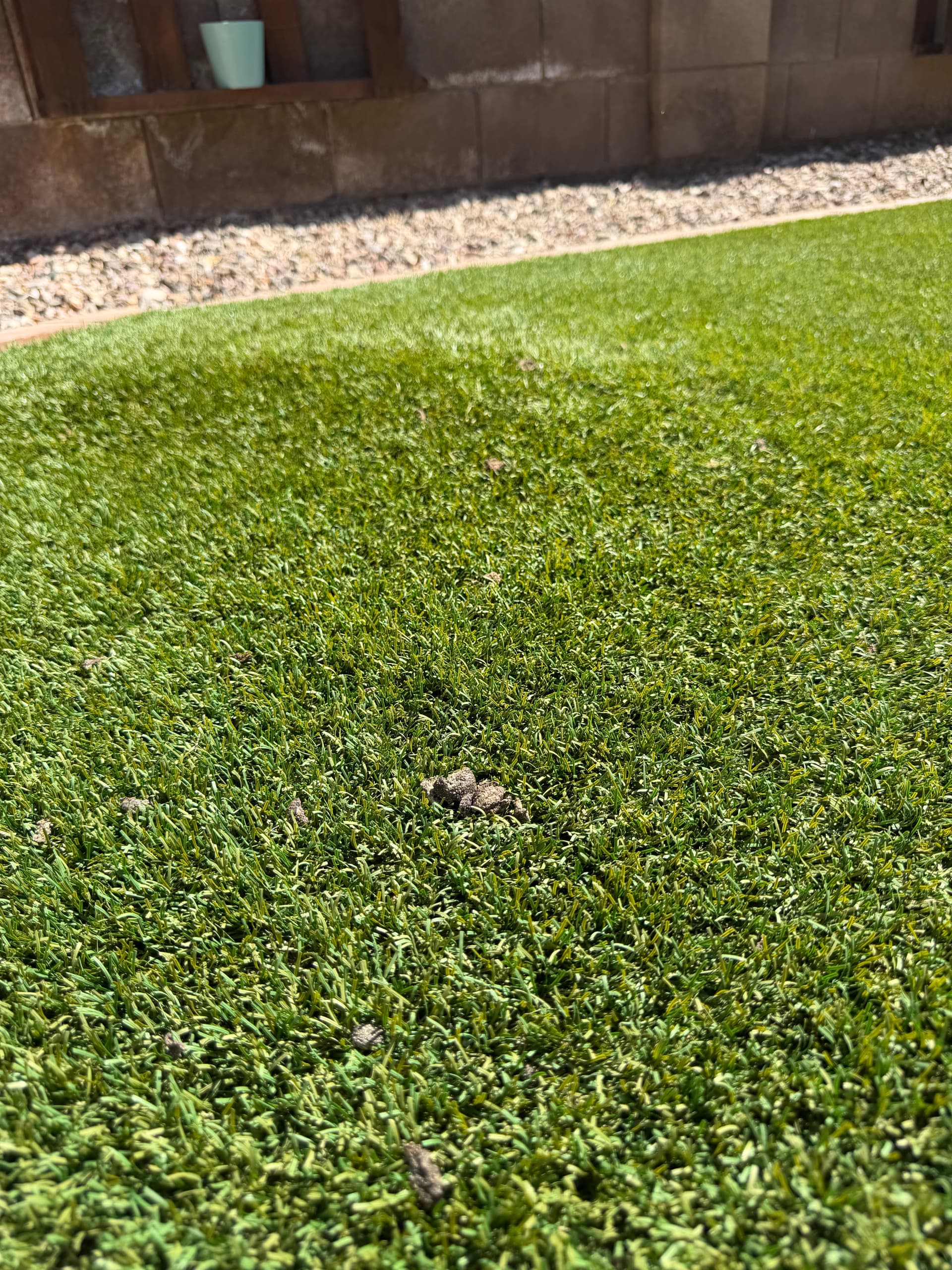 Your Artificial Turf Deserves Better Than Pet Mess image