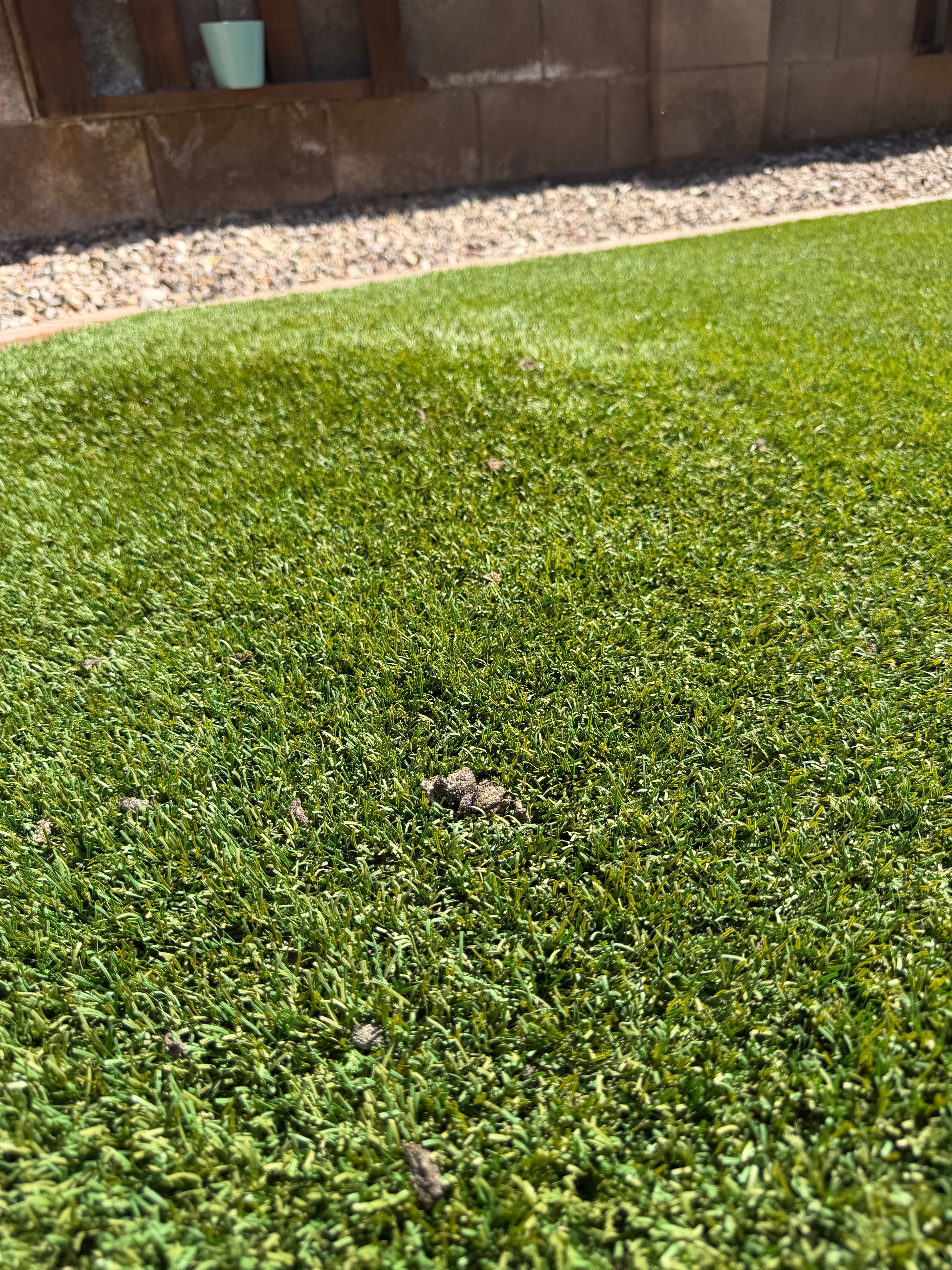 Project Your Artificial Turf Deserves Better Than Pet Mess image