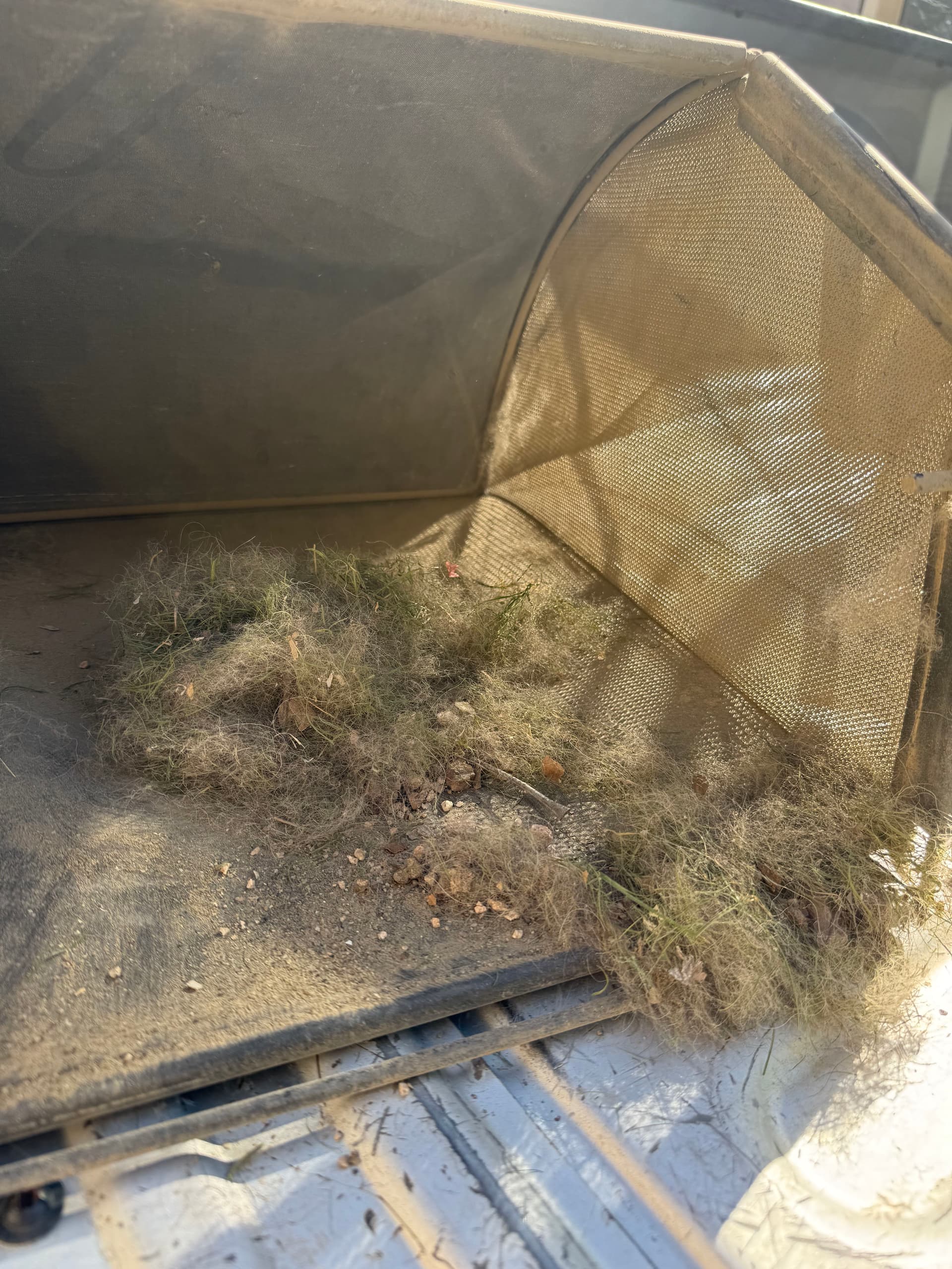 Gallery photos for What's Really Hiding in Your Artificial Turf in Peoria: Image #2