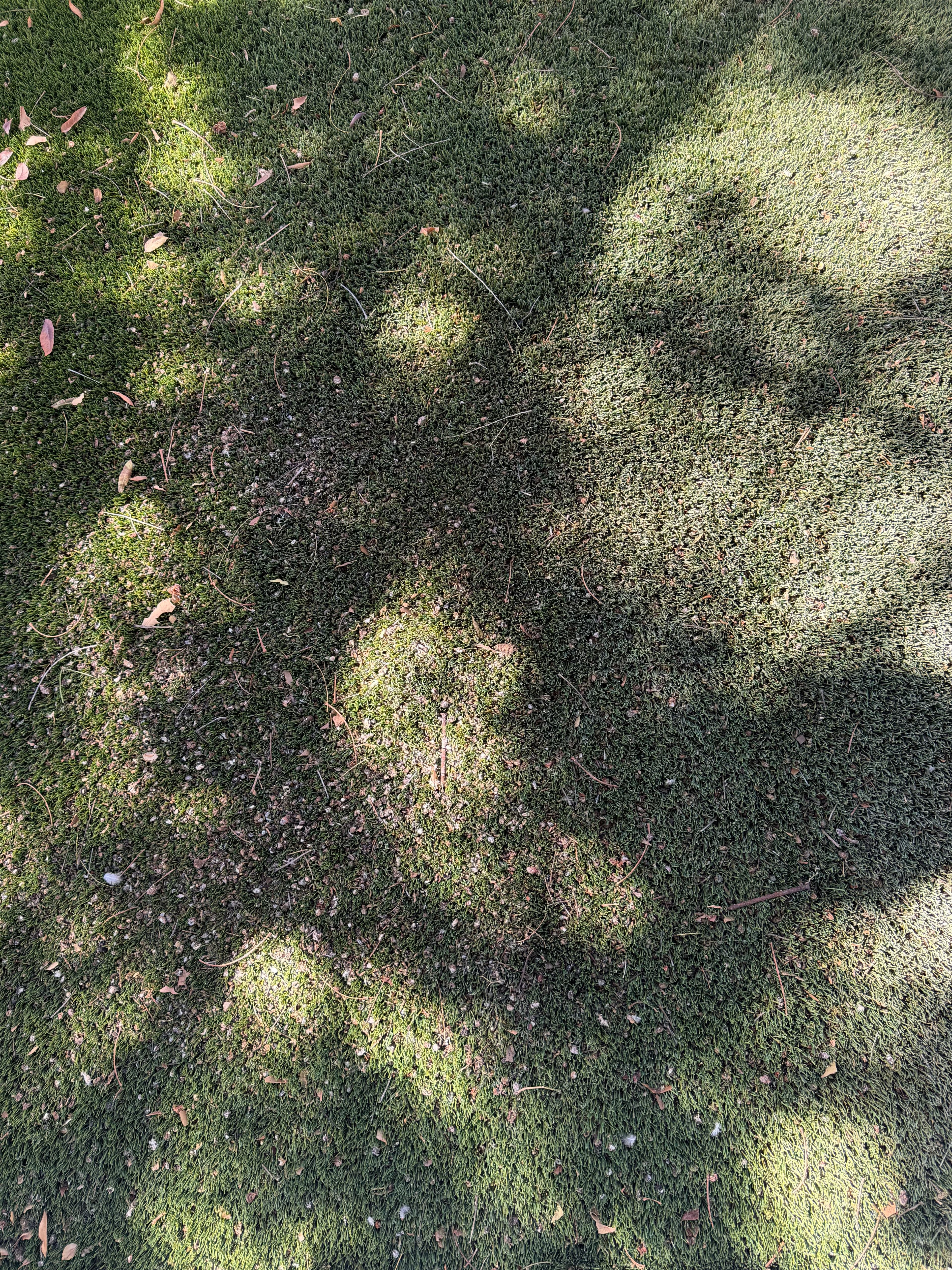Project Peoria Turf Cleaning Before a Home Showing image