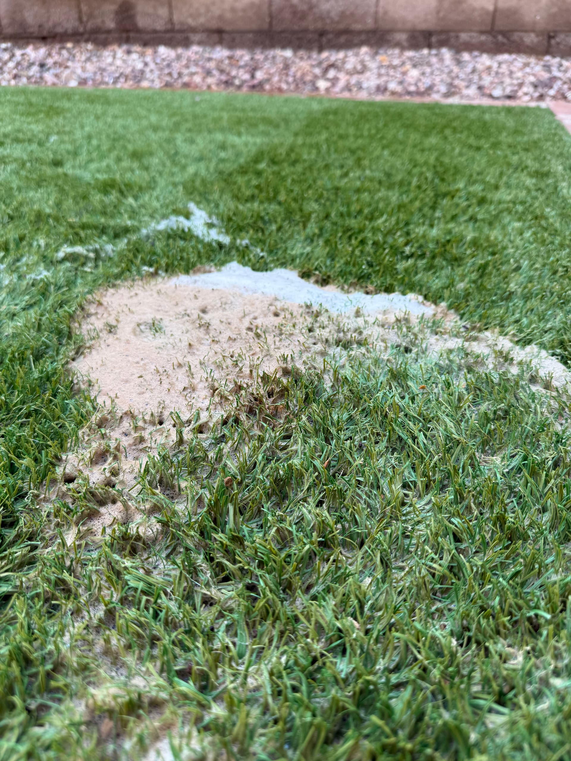 Gallery photos for What's Really Hiding in Your Artificial Turf in Peoria: Image #3